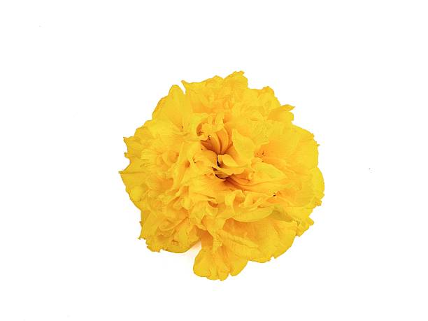 istock Double yellow hibiscus flower (Hibiscus rosa-sinensis) isolated on white background 2238220374