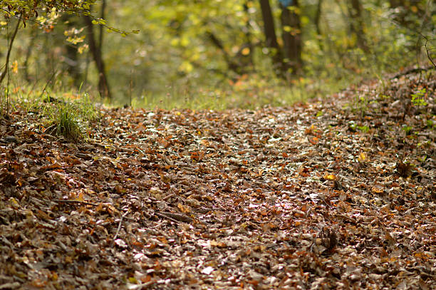 autumn in the Fruska Gora national park