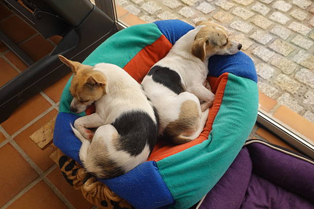 Cute white short hair chihuahua lay on a cushioned dog bed, sleeping cozy indoors