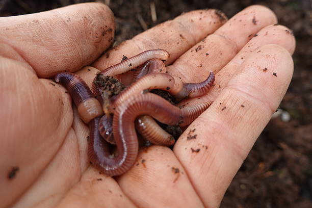 istock Gardener holding earthworms in hand for composting and soil improvement 2238222011