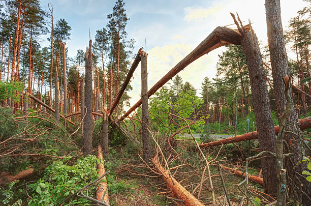 Windfall in forest. Storm damage. Fallen trees coniferous forest after strong hurricane wind