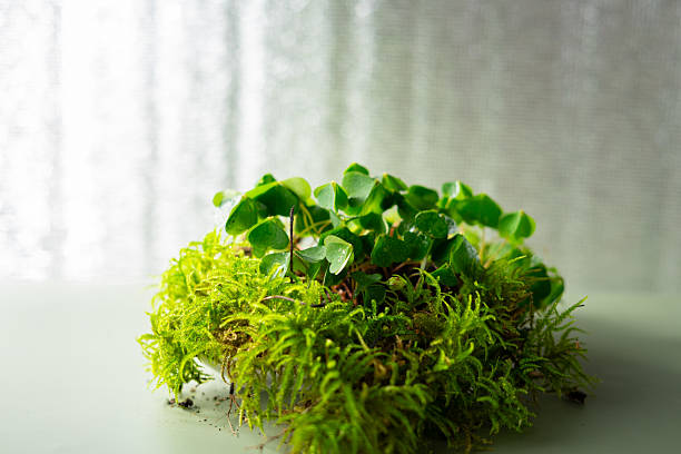 istock Green moss and shamrock 2238222968