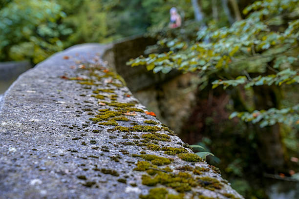 The image is blurred, drawing attention to the texture of the stones and the green plants. Trees and a person can be seen in the background.