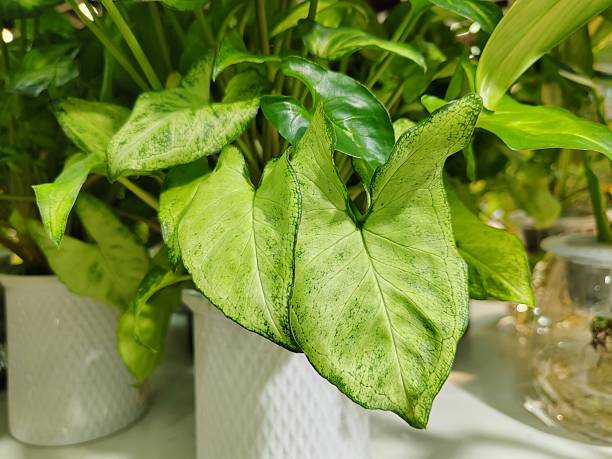 istock Syngonium podophyllum albo variegata 2238225477