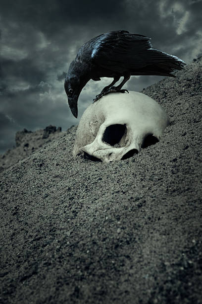 istock Raven Standing on Human Skull in Desert Sand 2238226576