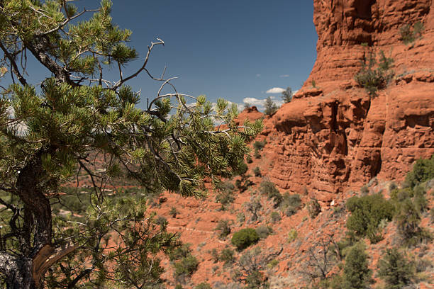 A close-up of a pine tree branch set against the striking backdrop of Sedona's red rock cliffs. The desert hillside is dotted with shrubs and vegetation, under a clear blue Arizona sky