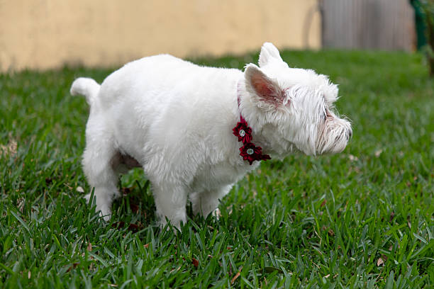 Dog outside in the yard
