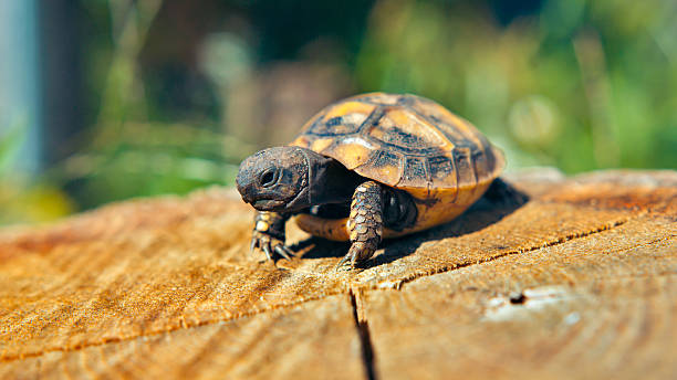 istock Land turtle feeding on vegetables on a sunny day 2238227237