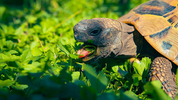 Tortoise in an English country garden