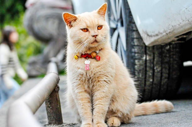 Multicolored domestic cat near the car