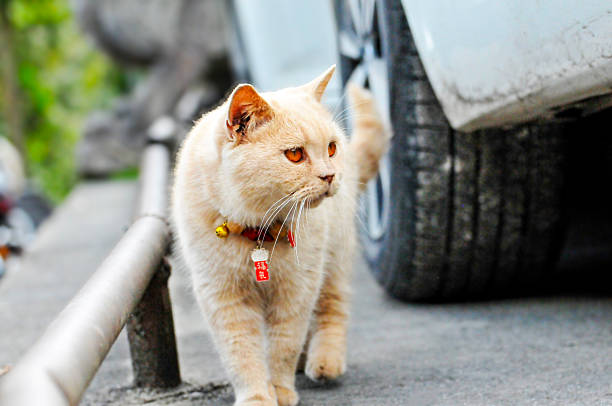 Multicolored domestic cat near the car