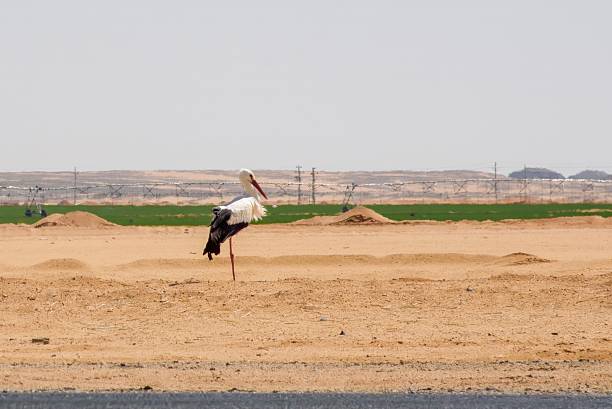 White Stork (Ciconia ciconia) from the family Ciconiidae seen standing by the roadside in a desert landscape of Egypt, a migratory stork species.
