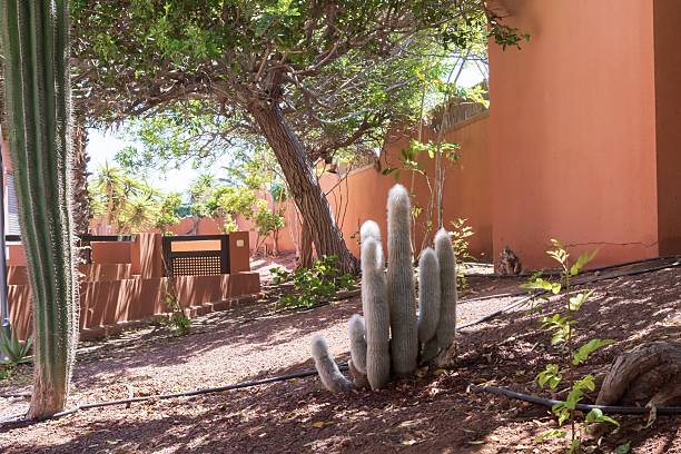 istock Old man cactus with white spines in desert soil 2238227933