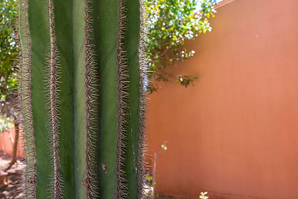 istock Tall cactus with sharp spines against blue sky and green trees 2238228147
