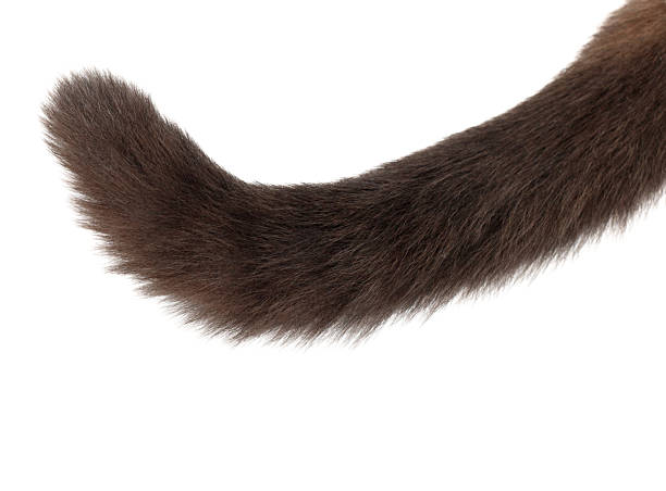 A cat's tail is shown in detail. The tail is brown and has a lot of hair