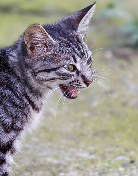 istock A cat with a green nose and yellow eyes 2238228858