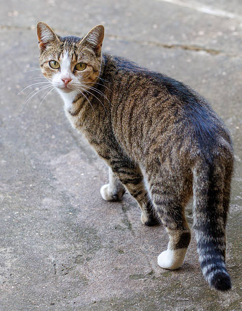 istock A cat with a white face and black stripes is standing on a concrete floor 2238229062