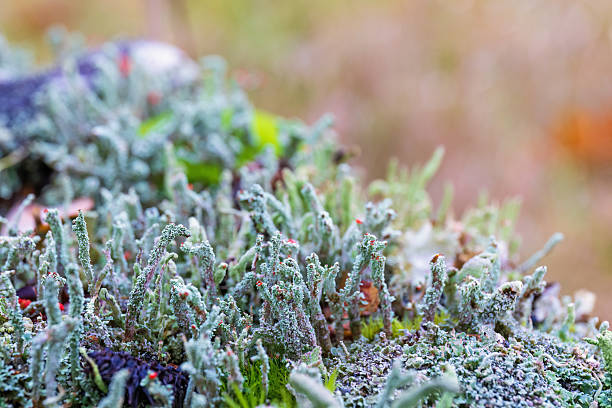 Close up at lichens on the ground