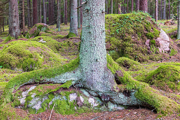 Deep roots of beech tree, trunk, boreal forest