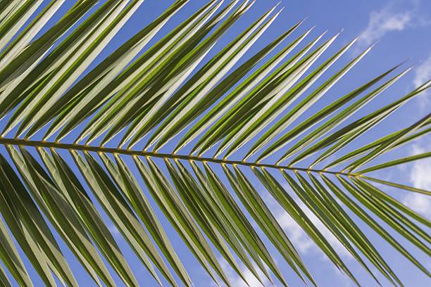 istock Palm tree leaves against clear blue sky 2238232284