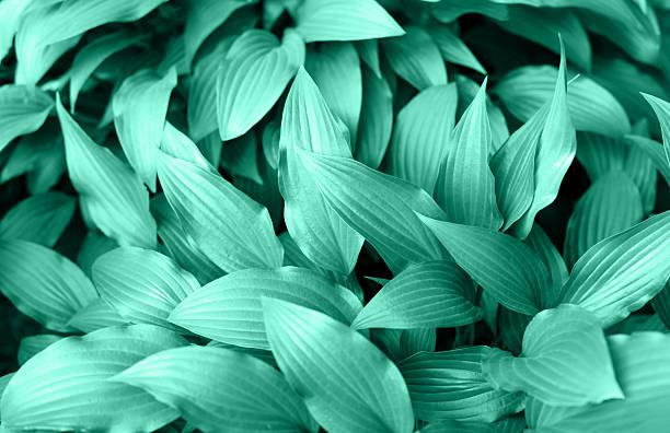 Leafy background. Lush green leaves with intricate textures create vibrant natural backdrop, showcasing beauty of foliage and interplay of light and shadow in serene outdoor environment
