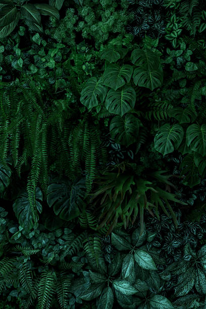 istock Green tropical natural leaves background image 2238233754