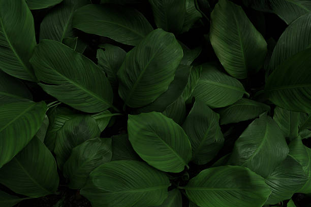 istock abstract green leaf texture, nature background, tropical leaf 2238233755