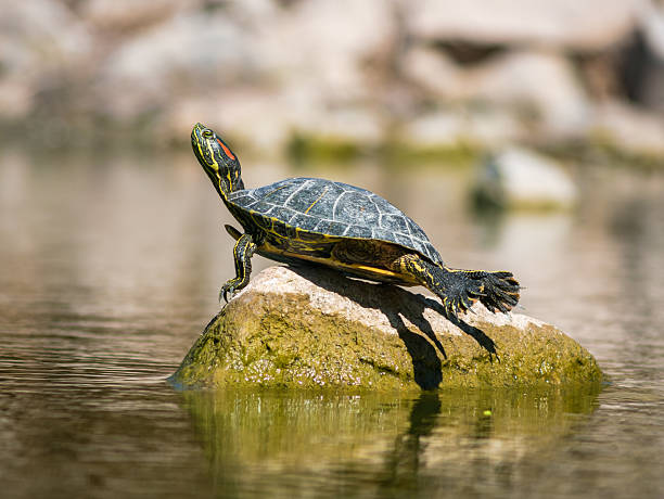 istock A red-eared slider turtle is basking in the sun, stretching its legs and lying with its shell on a rock in the water in the middle of a pond 2238234905