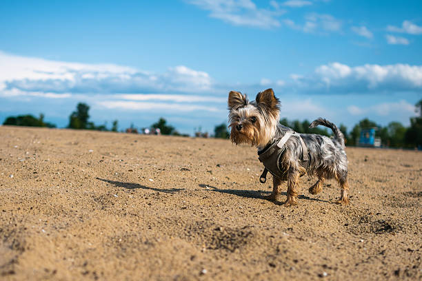 A cute Yorkshire Terrier wearing a chest dog harness, standing on a sandy beach outdoors beneath a bright blue sky with fluffy white clouds