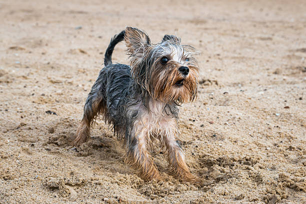 A startled Yorkshire Terrier on a sandy beach glances sideways, eyes wide, mouth open, front body slightly lowered, capturing a curious moment