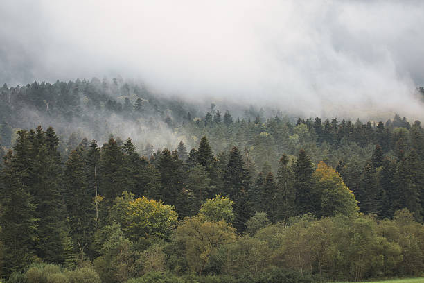 istock A forest with trees and fog 2238239303