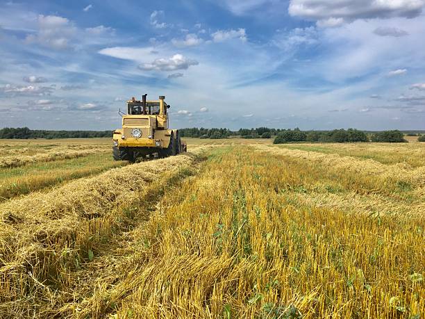 istock A silage harvester at work, harvesting crops from a field. 2238242863