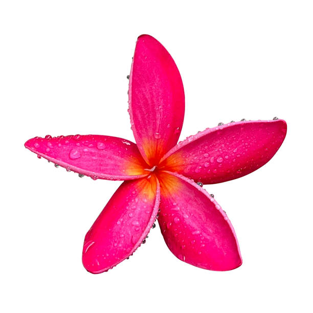 istock Plumeria flowers on a white background 2238243484