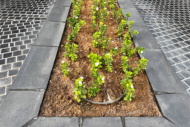 Growing cuttings, In Dubai, a garden bed showcases drip irrigation, promoting eco-friendly habits for plant care and sustainability.