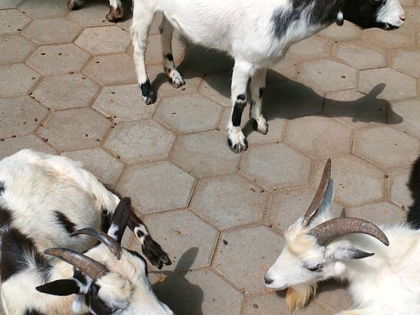 Group of goats resting and standing on hexagonal pavement under sunlight. Ideal for agriculture, livestock, rural life, or animal-themed visual content