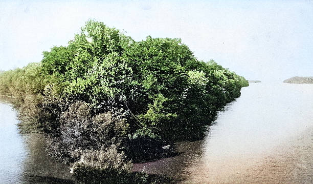 Antique Photograph: Island in the Tennessee river, Florence, Alabama