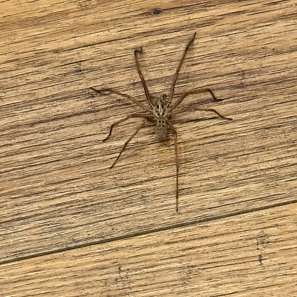 istock Spider on wooden floor 2238248743