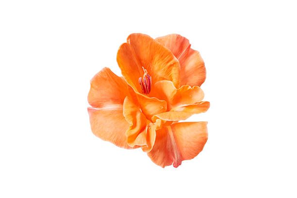orange lily flower head isolated