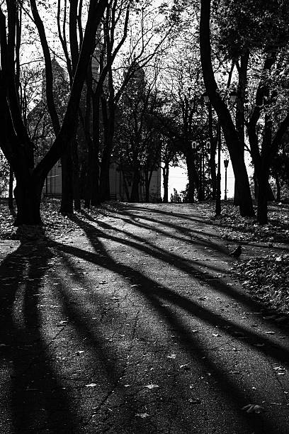 istock Autumn Park Pathway with Long Shadows and Leaf Blanket 2238249477