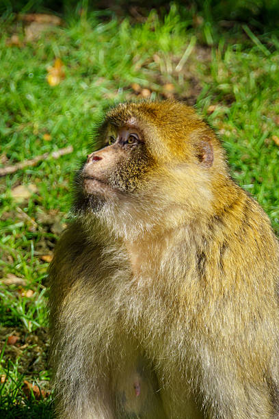Close up of a Barbary macaque looking up