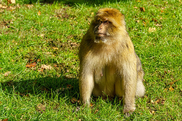 monkey sitting on the sand