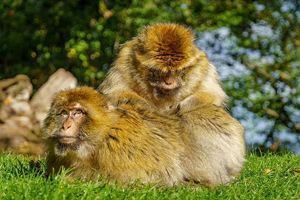 Adult Barbary macaques grooming