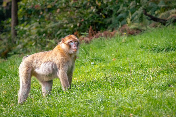 Barbary ape sitting on the rock of Gibraltar overlooking the harbour