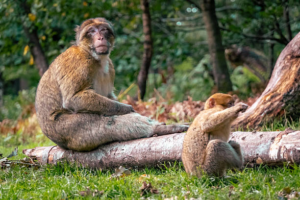 Mother and young Barbary macaque