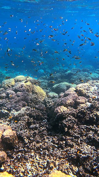 istock Palau Vibrant Coral Sea Scene 2238250827