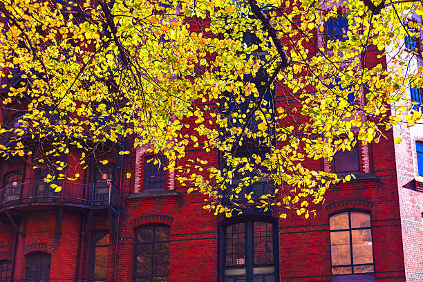 This is a photograph of autumn colored leaves hanging in front of the windows of an apartment building in Brooklyn Heights, a New York City neighborhood on an autumn day.