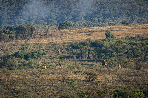 Several South African giraffes (Giraffa camelopardalis giraffa) are seen browsing on trees and shrubs along a dry hillside. The terrain consists of a mix of green foliage and dry grass, with a forested ridge rising behind them. This photo was taken in South Africa.
