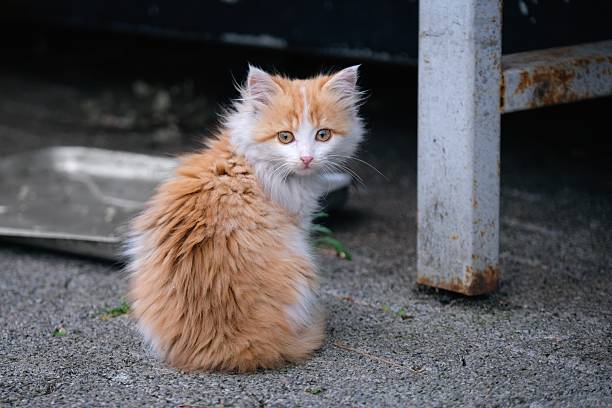 Kitten on a white furry carpet