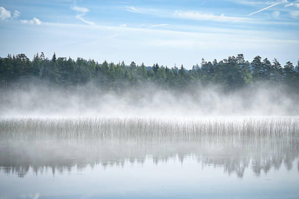 A misty lake in the morning light, lined with pine trees and forest. The reflection of the sky and trees in the still water creates a peaceful natural atmosphere.