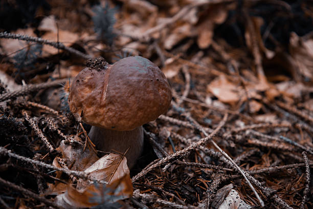 Macro photo of a forest mushroom surrounded by moss and leaves. Dark moody tones highlight natural textures.